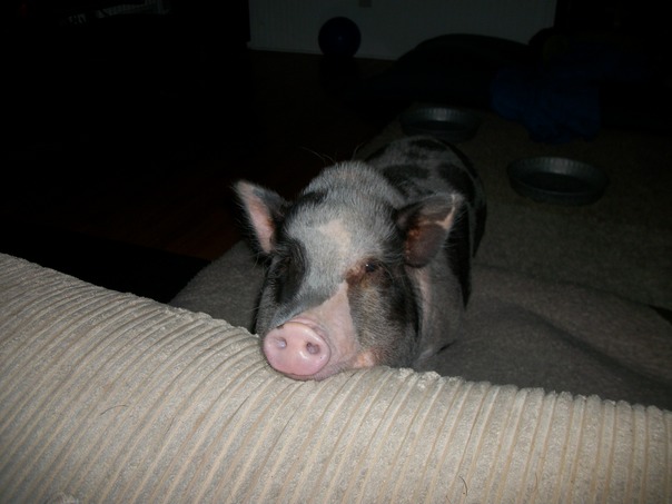 Posso acompanh�-lo