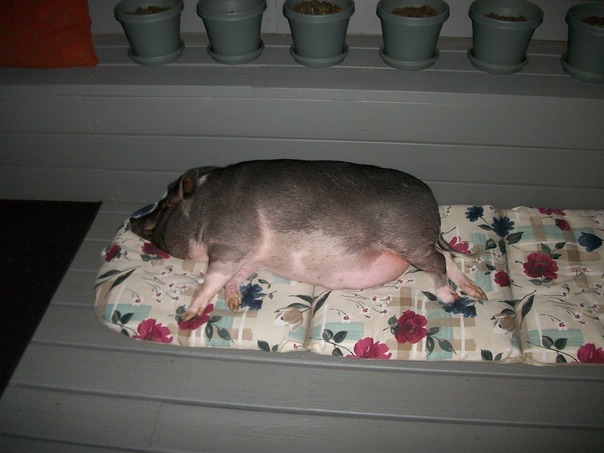 Vem ficar comigo quando o jantar est� pronto