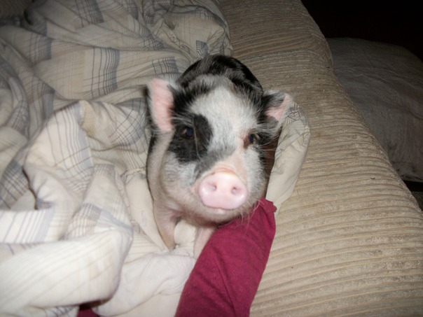 Eu sei que eu sou bonito