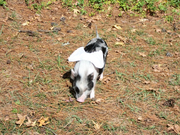 Se os porcos tinham asas