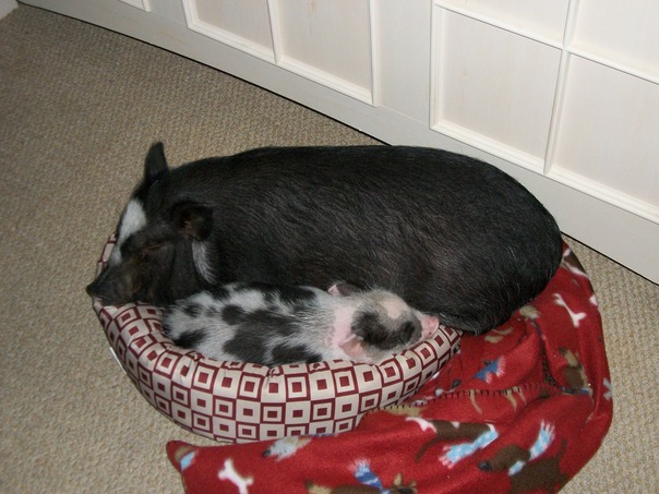 Claro que eu me encaixo