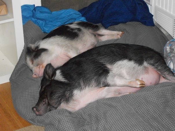 Este novo cobertor � t�o suave