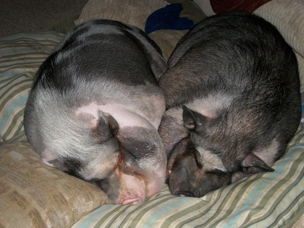 Toneladas de divers�o