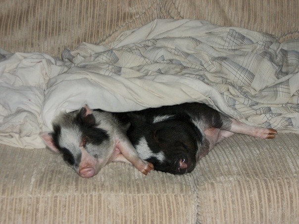 Despertar-nos quando sua hora do jantar