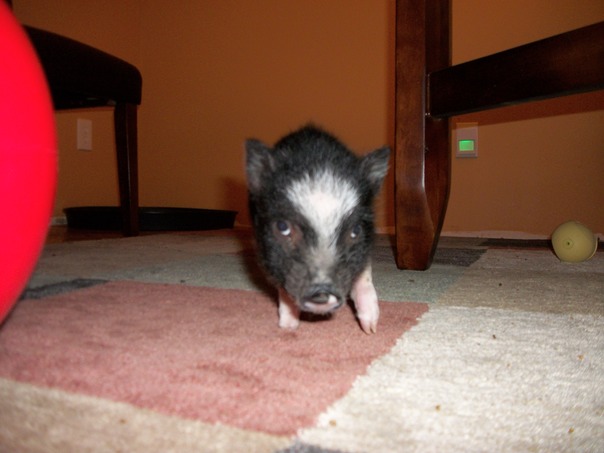 Voc� est� falando comigo